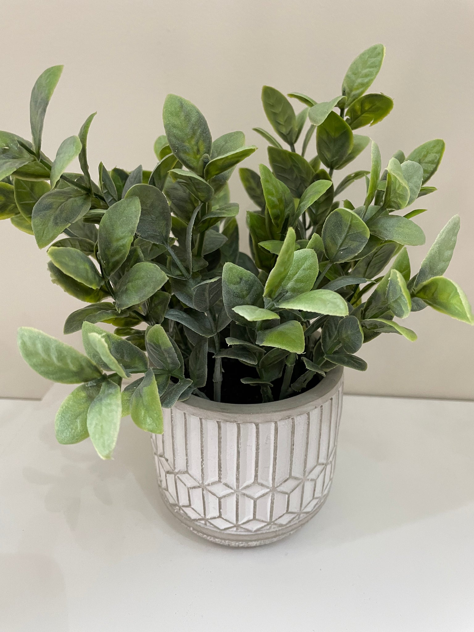 Evergreen in Cement Pot Home Office Garden | HOG-HomeOfficeGarden | online marketplace